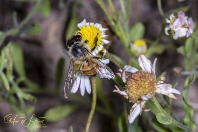 Honey Bee May 2026